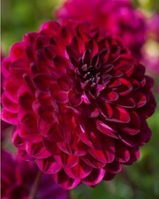 Dahlia Tuber - Blue Bird -