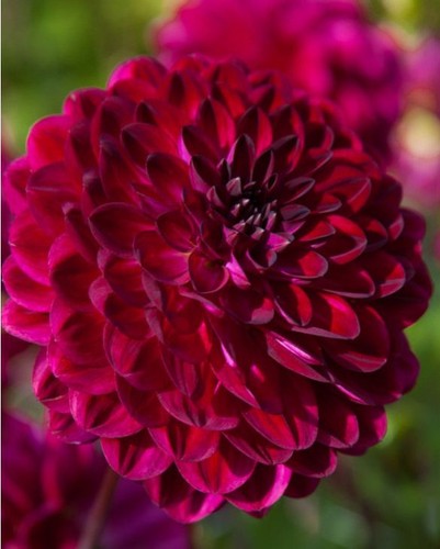 Dahlia tuber blue - dahlia,
