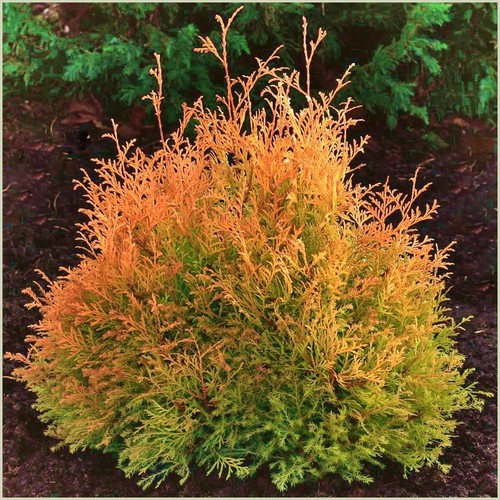 9cm pot conifer thuja - pot],