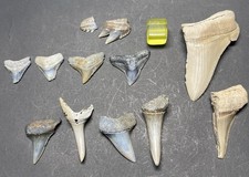 12 Lee Creek Fossil Shark Teeth, 2 Cow, 4 Bull, 4 Mako+2 Partial Megalodon type