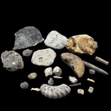 1kg british fossil - 1kg,