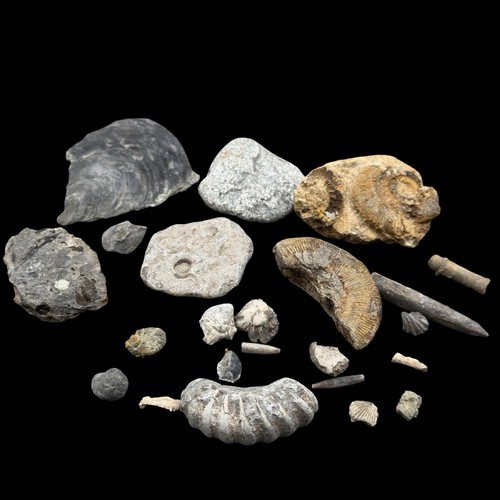 1kg british fossil mix - british,