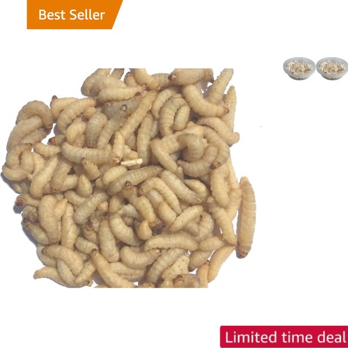 Live wax moth - moth, larvae