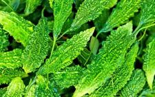 100 BITTER GOURD KARELA SEEDS