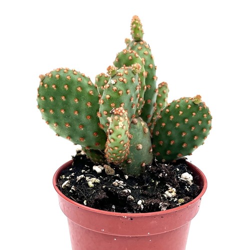Dwarf opuntia rufida - dwarf, minor