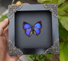 Real Butterfly Frame Dried