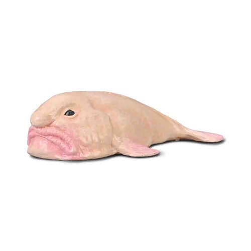 Collecta blobfish sea - blobfish, animal