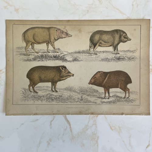 Antique book engraving hand - book,