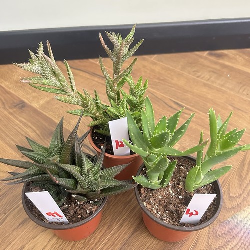 Succulent bundle tiger tooth - succulent,