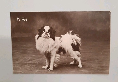 Antique real photograph - antique,