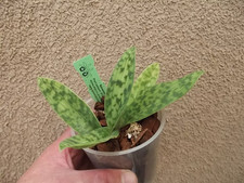 Rare Paphiopedilum sukhakulii