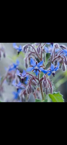 Borage 9cm pot edible - pot,