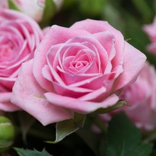 Patio Rose, Special Daughter