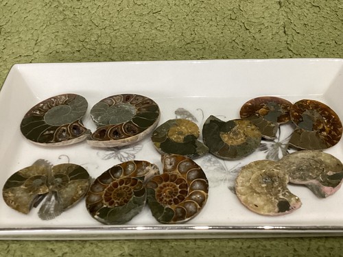 Small ammonite pairs - small,