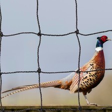 Anti-Bird Pen Top Netting 1.5" Mesh (38mm) Knotted Strong Pheasant Game Poultry