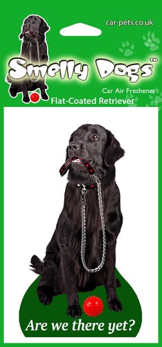 Flat coated retriever - retriever,