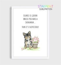 Chihuahua (Long Coat) Picture