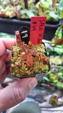 Nepenthes (Veitchii x