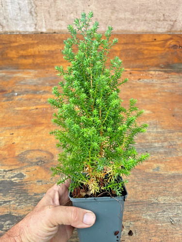Chamaecyparis thyoides - chamaecyparis,