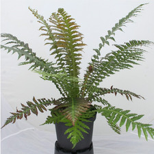 Blechnum ‘Volcano’ (VR)