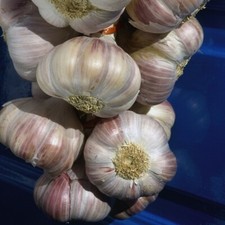 T&M Garlic Eden Rose Garden Plant Hardy Vegetable Plant Autumn Planting Bulbs