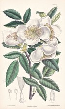 Eucryphia Pinnatifolia Chile Botany Flower Botany Lithograph Curtis 7067
