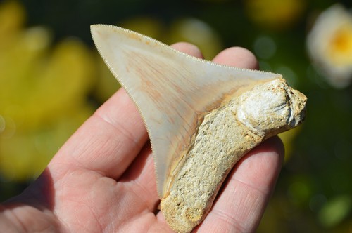 Genuine megalodon shark - megalodon,