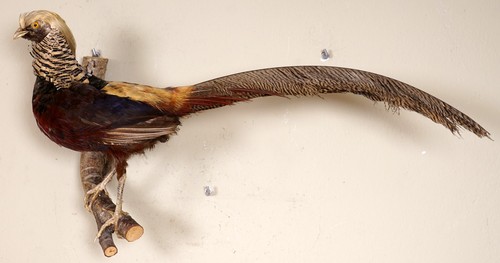 Beautiful gold pheasant golden - pheasant,