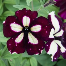 6 Trailing Petunia Lightning