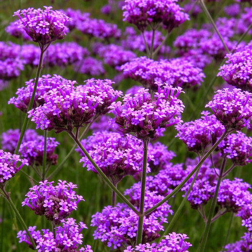 Verbena bonarienisis 9cm pot - |,