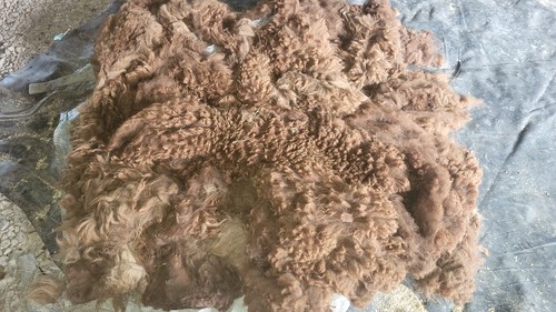 Alpaca fleece scooby - fleece,