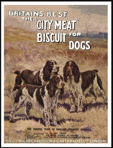 English springer spaniel - english,