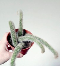 Hildewinteria Colademoninis