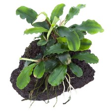 Tropica Bucephalandra Pygmaea