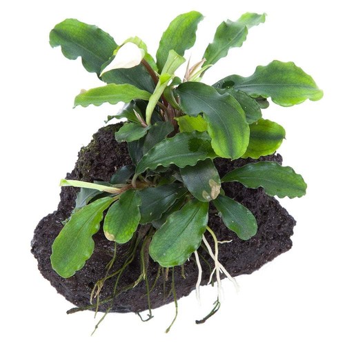 Tropica bucephalandra pygmaea - tropica,