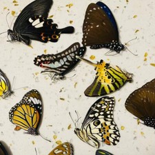 10 or 20pcs Papilio Specimens