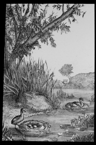 Magic lantern slide little - magic,