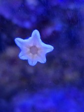 40 Asterina starfish on live