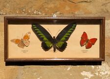 Antique Butterfly Display Mahogany Case