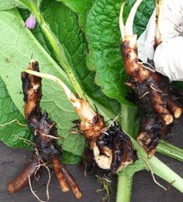 Comfrey 'Bocking 14'. Crown root cuttings X 10 with growing tips. Organic grown.