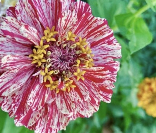 Zinnia mix striped red - zinnia,