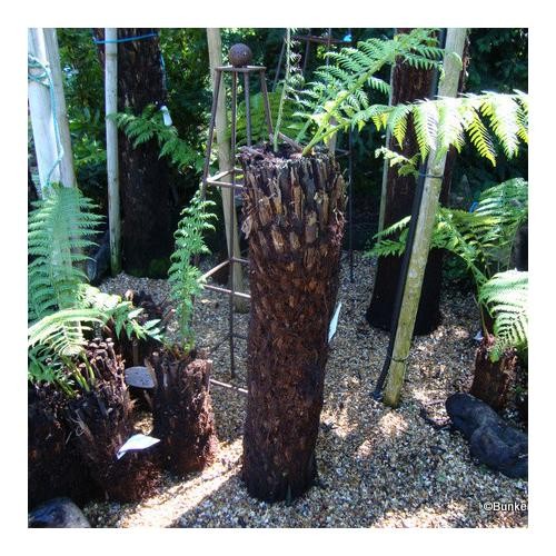 3ft premium tree fern - tree,