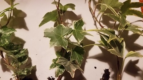 Different variegated rooted - x3,