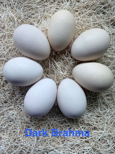 Dark brahma hatching eggs big - dark,