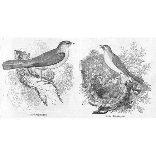 Birds the nightingale - nightingale,