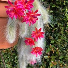 Hildewintera Colademononis | Cactus Trailing Monkeys Tail-  -8 inc  cutting