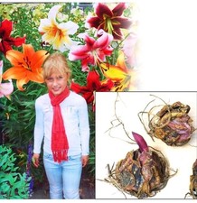 6 Giant Mix Tree Lily Bulb