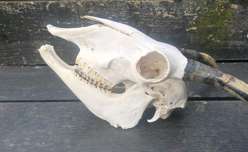 Sheep skull taxidermy art - skull,
