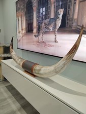 Authentic large real bull - authentic,