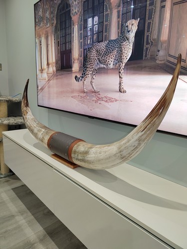 Authentic large real bull - authentic,